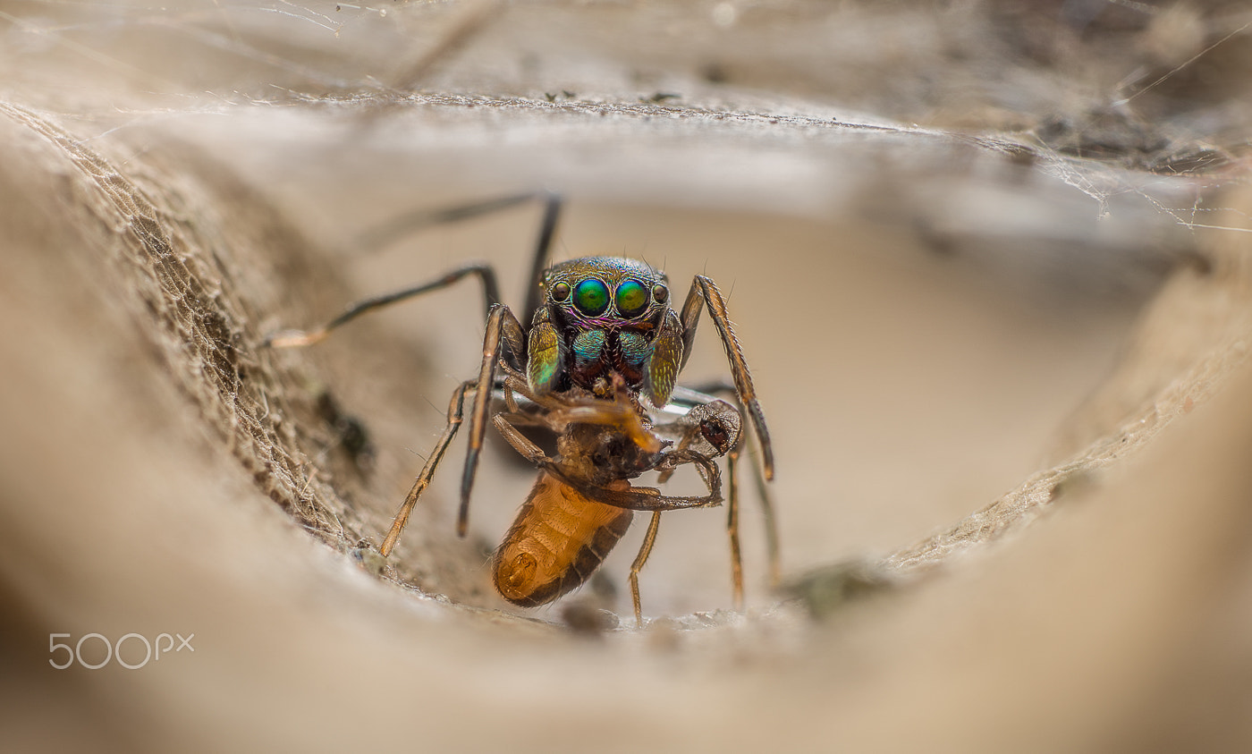 Sony ILCA-77M2 + Sony 100mm F2.8 Macro sample photo. Ant mimic spider with prey inside of her nest photography