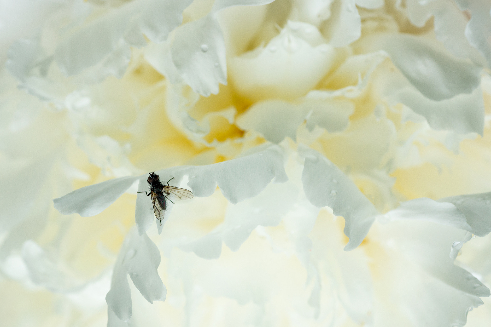 Sony Alpha NEX-7 + Tamron SP AF 90mm F2.8 Di Macro sample photo. 'fly me to the moon ...' photography