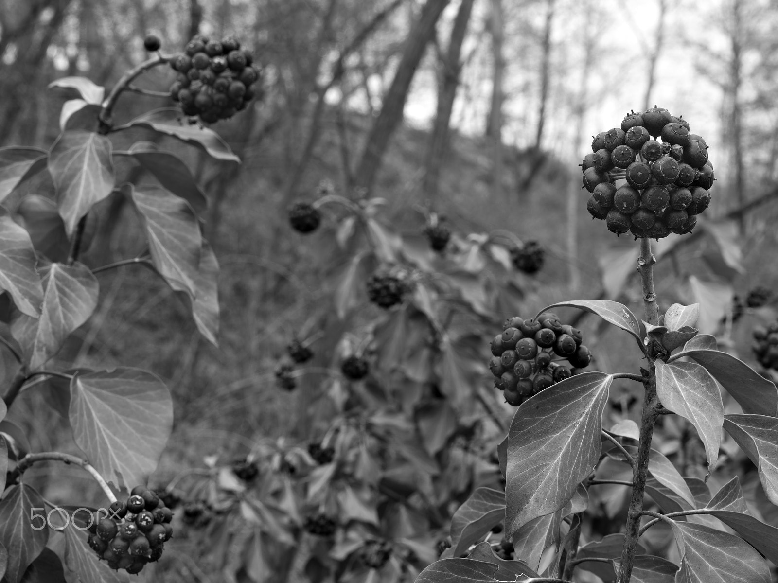 HC 50 II sample photo. Poisonous ivy berries photography