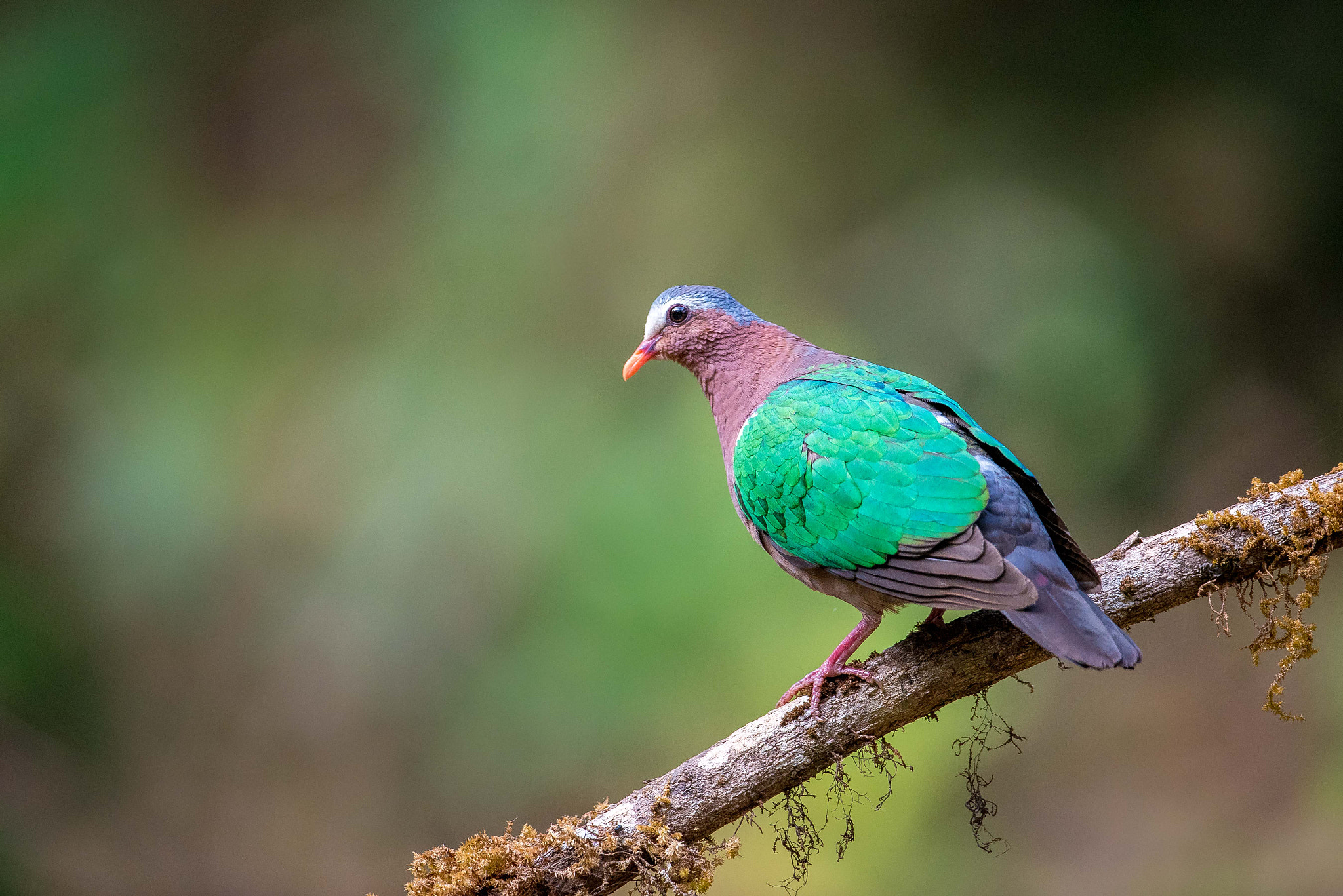 Nikon D750 + Nikon AF-S Nikkor 600mm F4G ED VR sample photo. Emerald dove photography