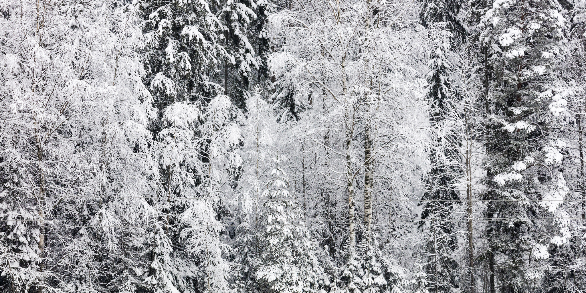 Canon EOS 5DS + Canon EF 200mm F2L IS USM sample photo. White forest photography