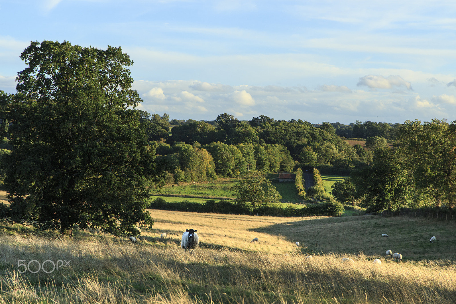 Canon EOS M sample photo. Early evening sheep photography