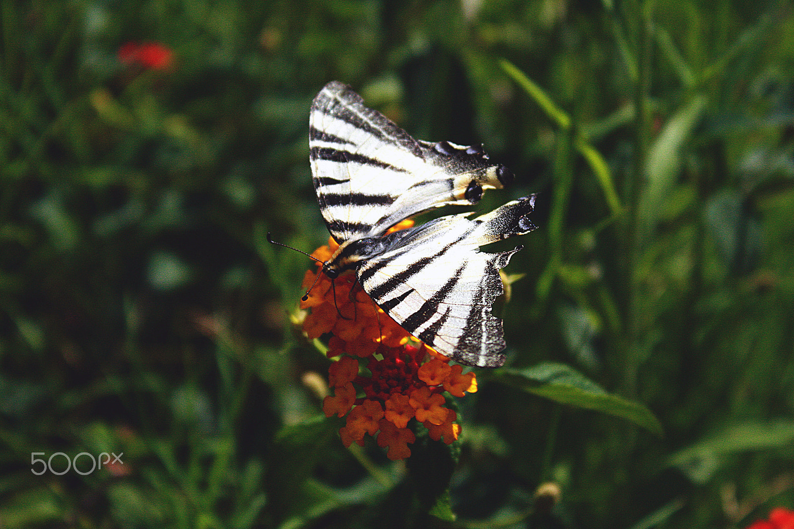 Canon EOS 400D (EOS Digital Rebel XTi / EOS Kiss Digital X) sample photo. Butterfly photography