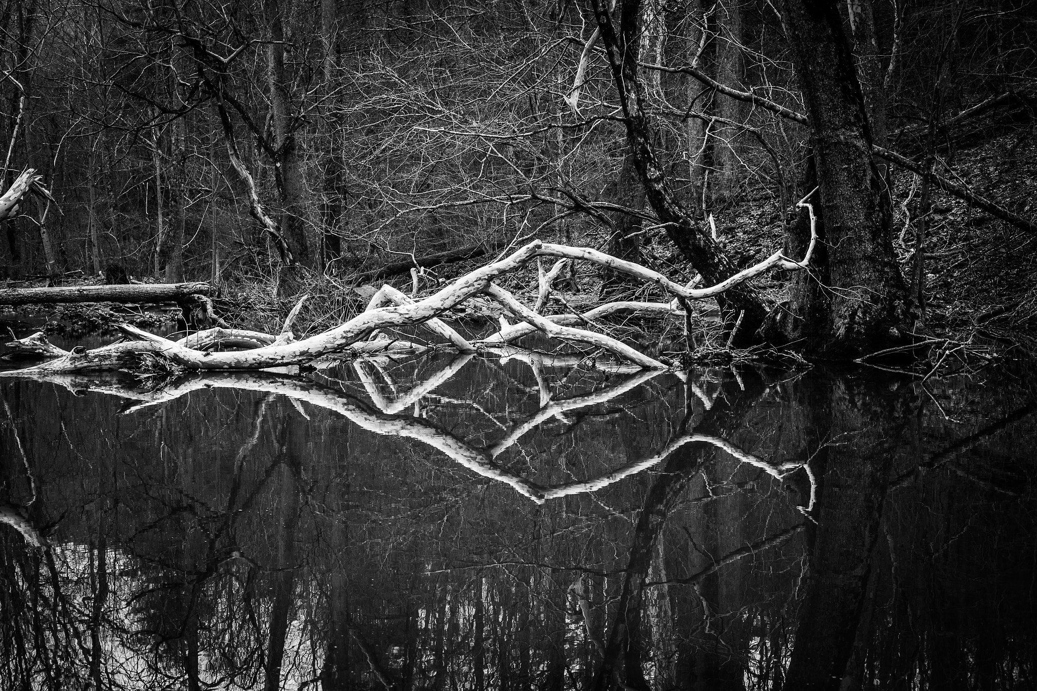 ZEISS Makro-Planar T* 50mm F2 sample photo. Sycamore reflection photography