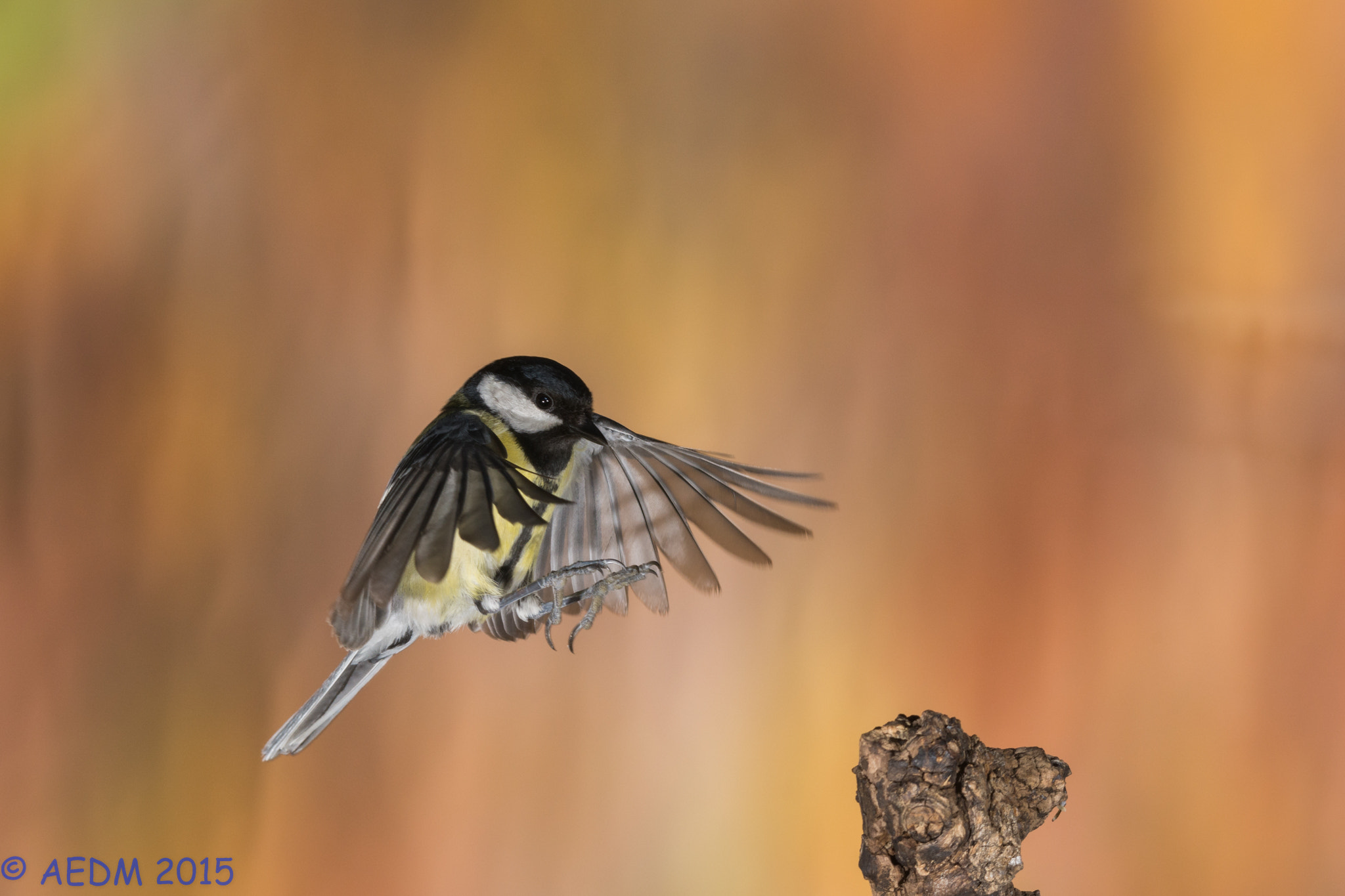 Sigma 120-400mm F4.5-5.6 DG OS HSM sample photo. Great tit photography