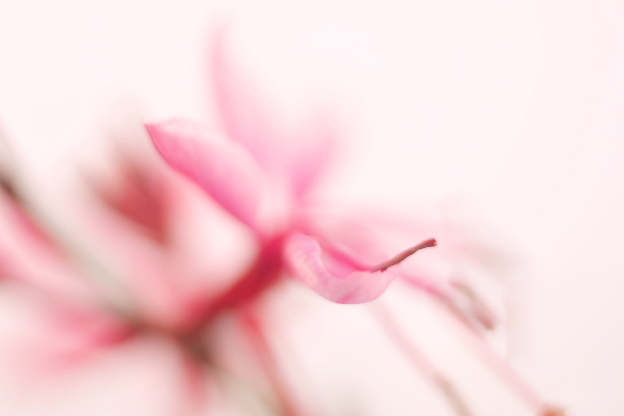 Canon EF 50mm F2.5 Macro sample photo. Breathing fresh air photography