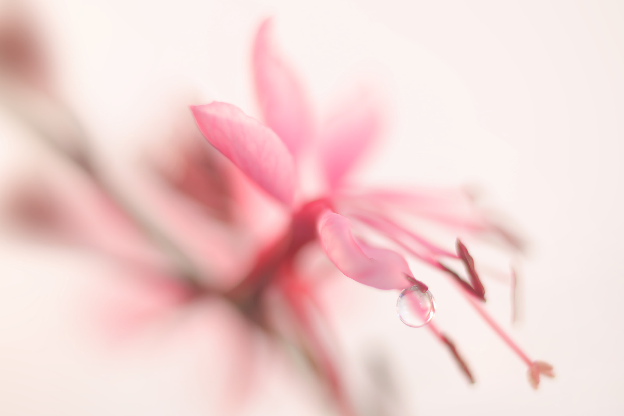 Canon EF 50mm F2.5 Macro sample photo. Perspire photography