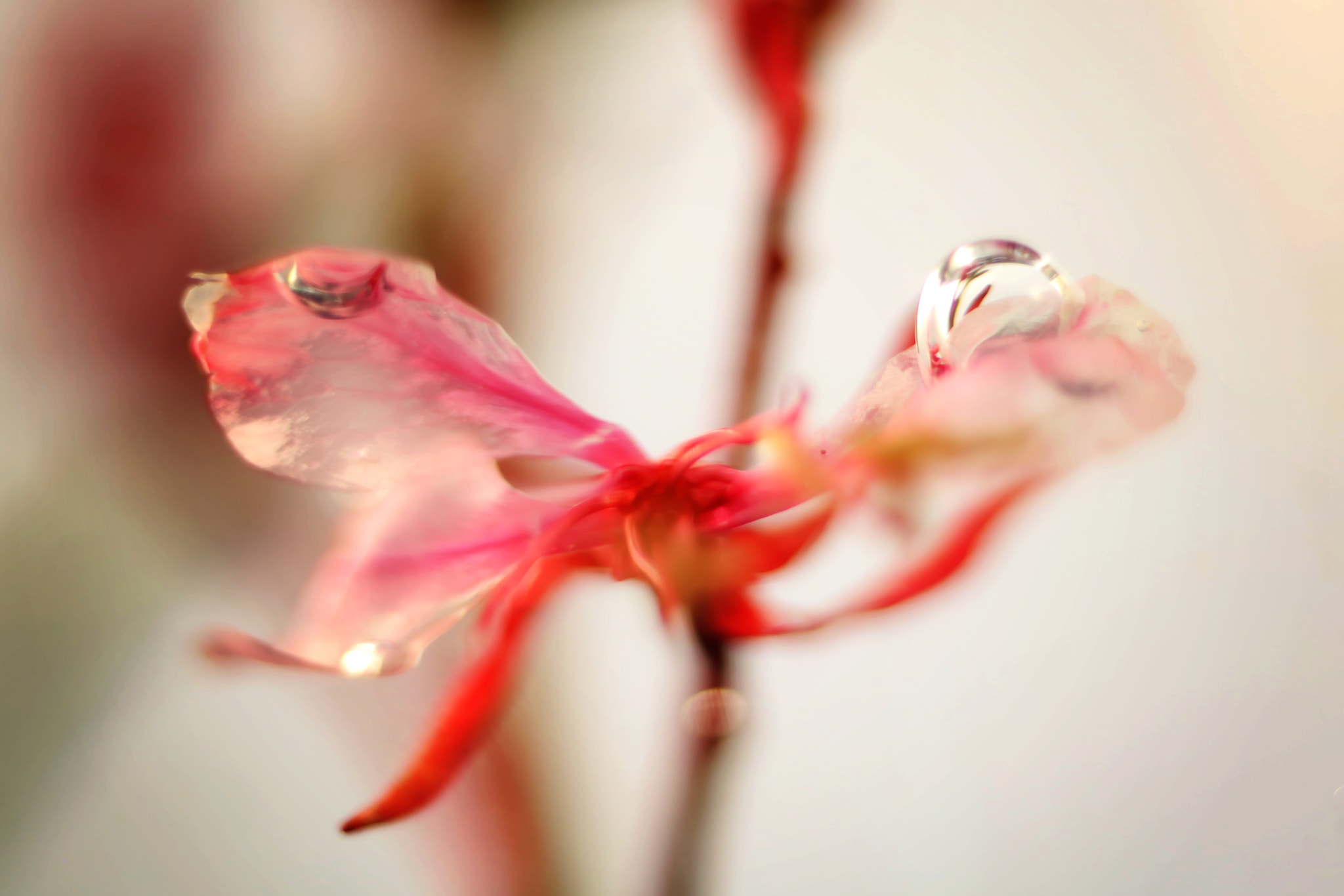 Canon EF 50mm F2.5 Macro sample photo. Sinking photography