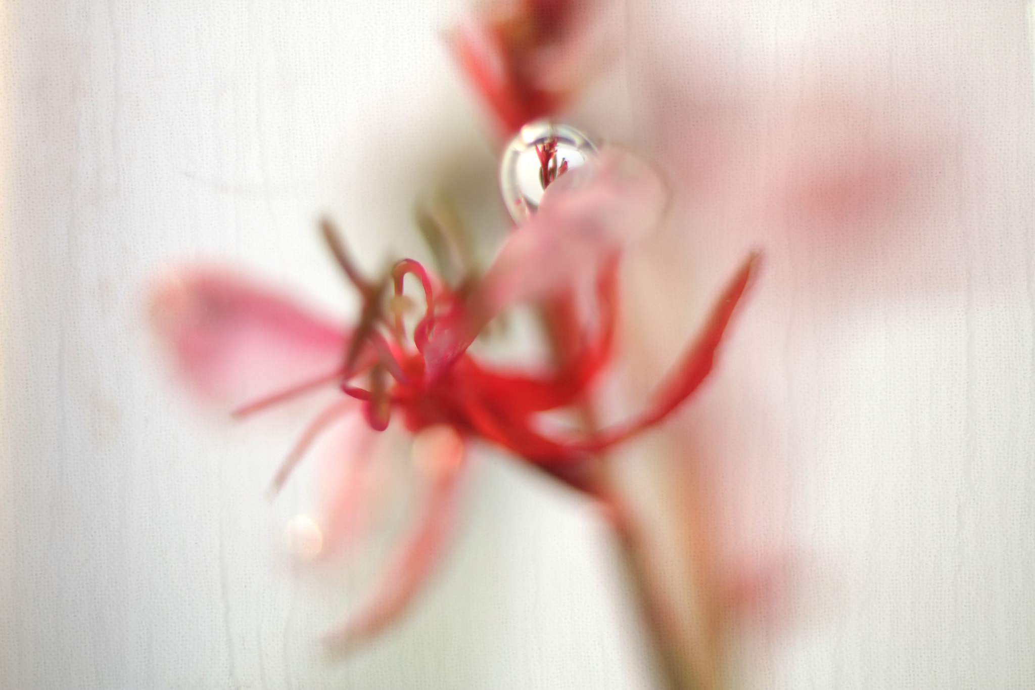 Canon EF 50mm F2.5 Macro sample photo. Swimming photography