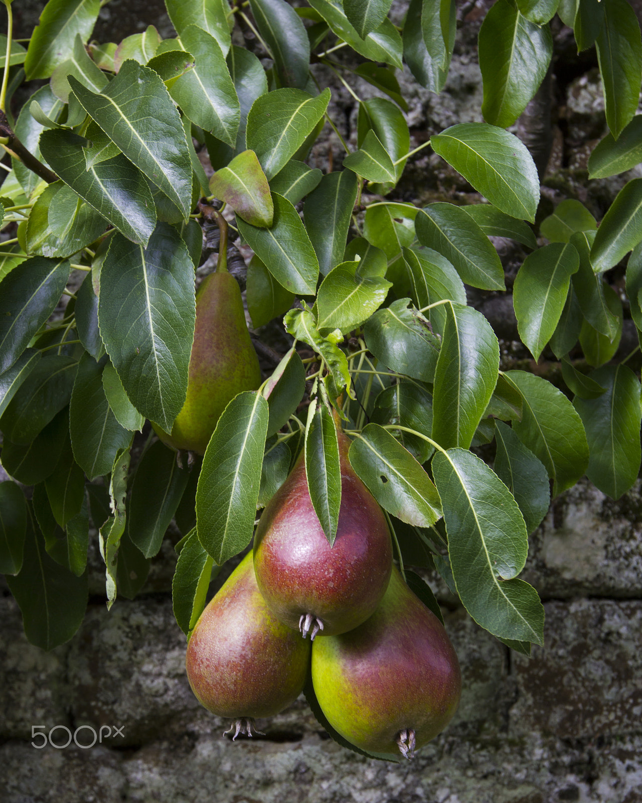 Canon EF 16-35mm F2.8L II USM sample photo. Ripe pears photography