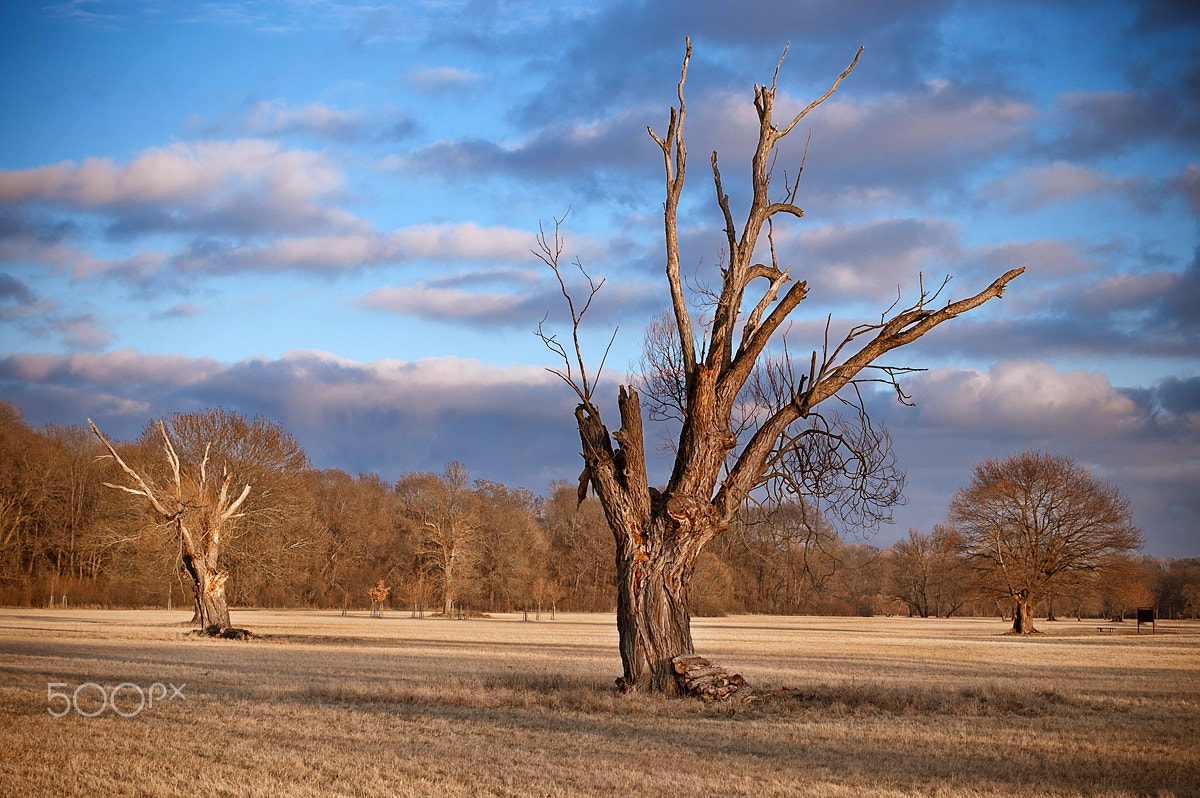 Nikon D70 sample photo. Last days of winter photography