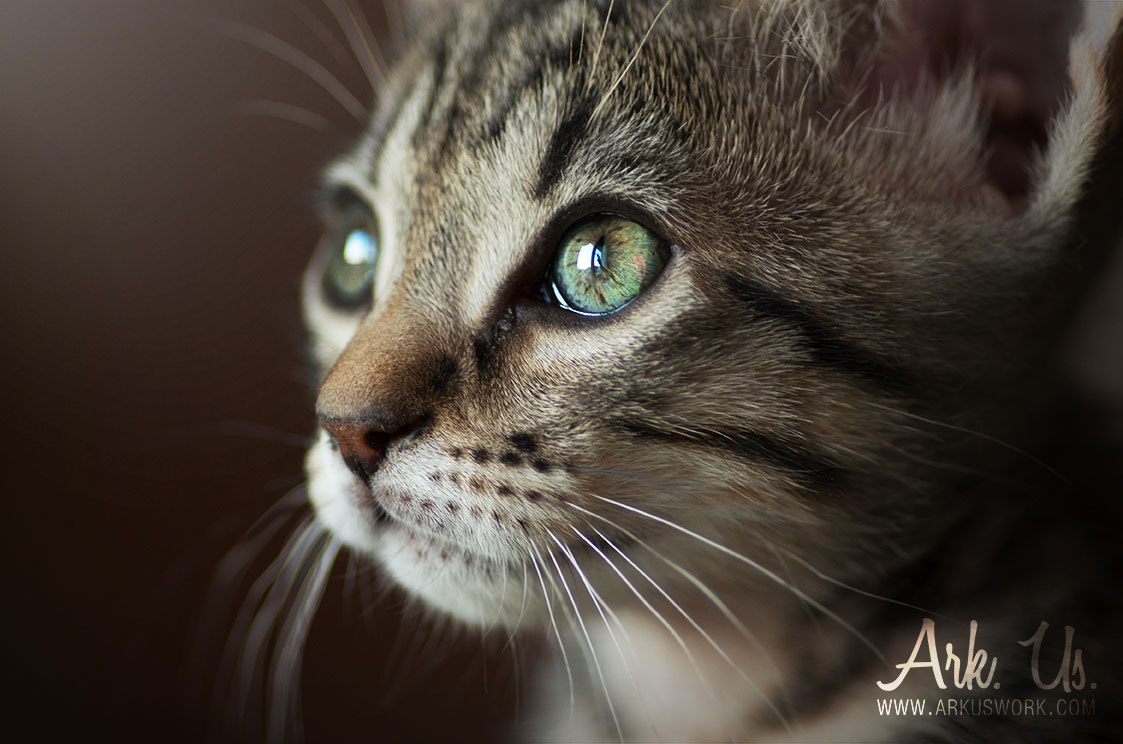 Pentax smc D-FA 100mm F2.8 Macro WR sample photo. Nina photography