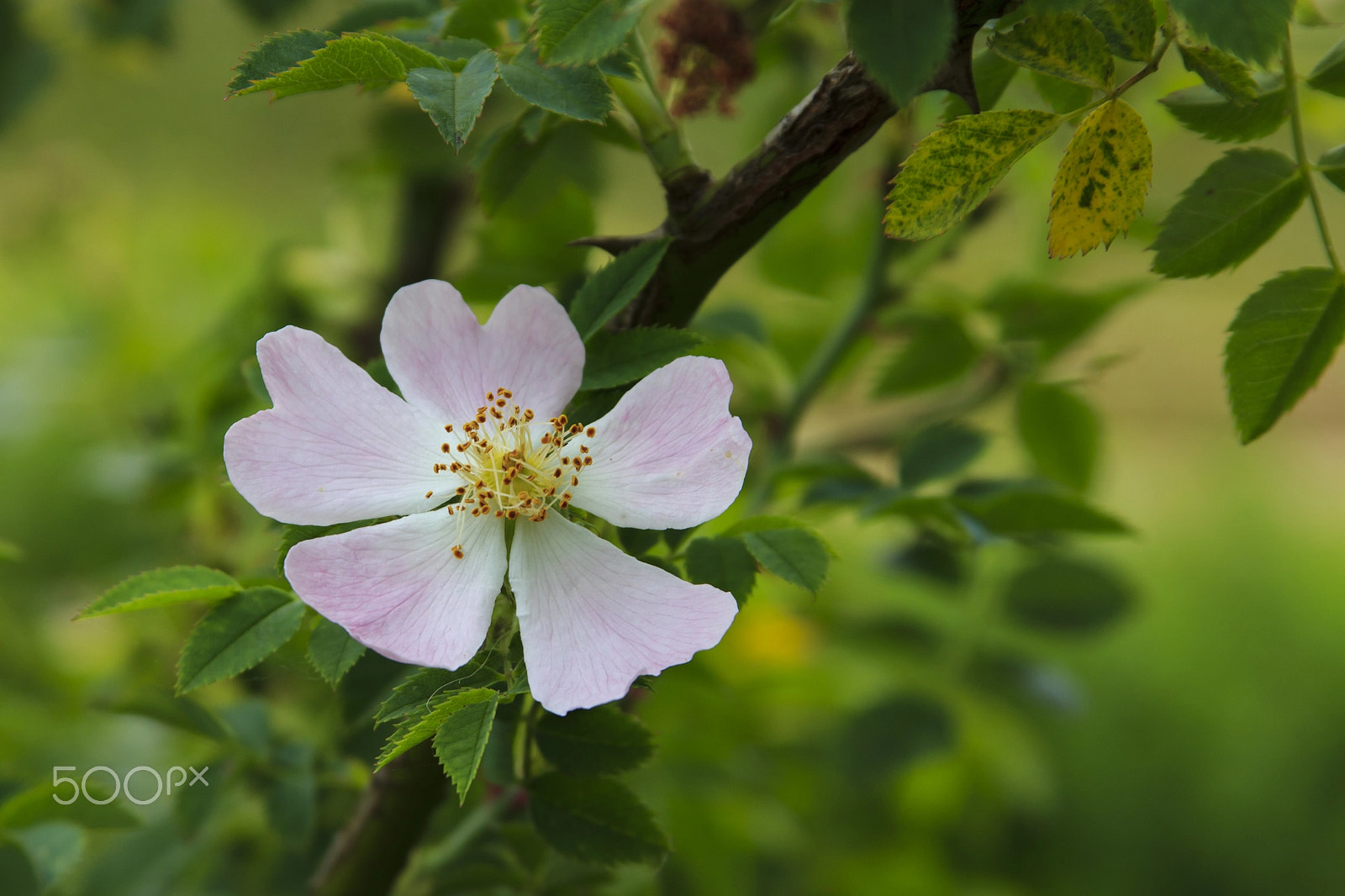 Canon EF 28-135mm F3.5-5.6 IS USM sample photo. Dog rose photography