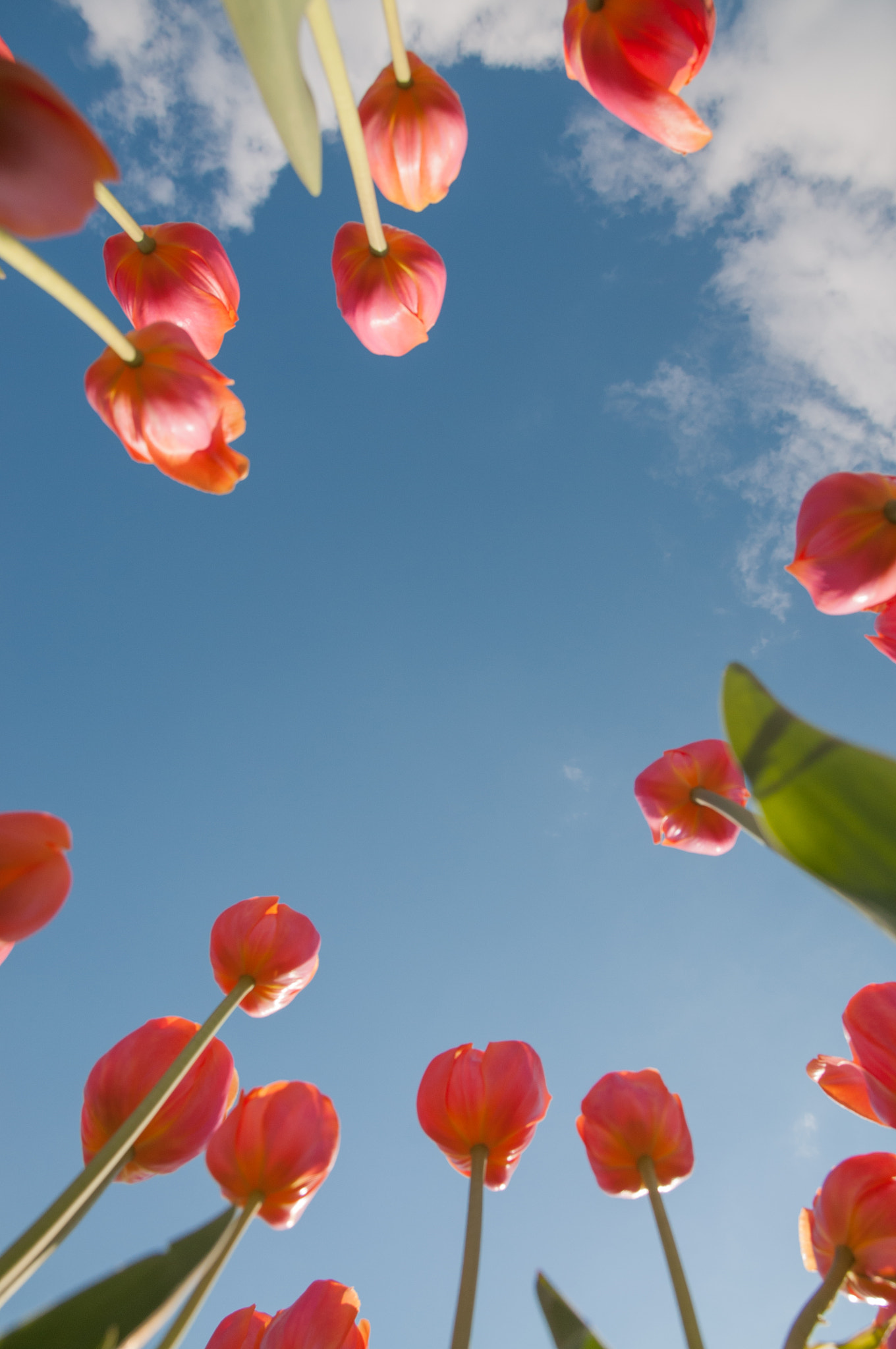 Sigma 17-70mm F2.8-4 DC Macro OS HSM sample photo. Tulips looking up photography