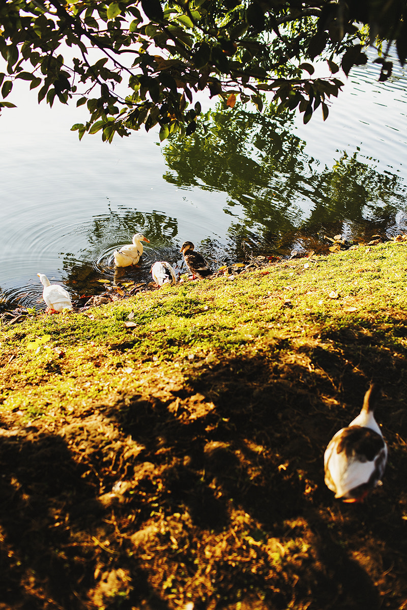 Canon EOS 5DS + Canon EF 35mm F1.4L USM sample photo. S photography