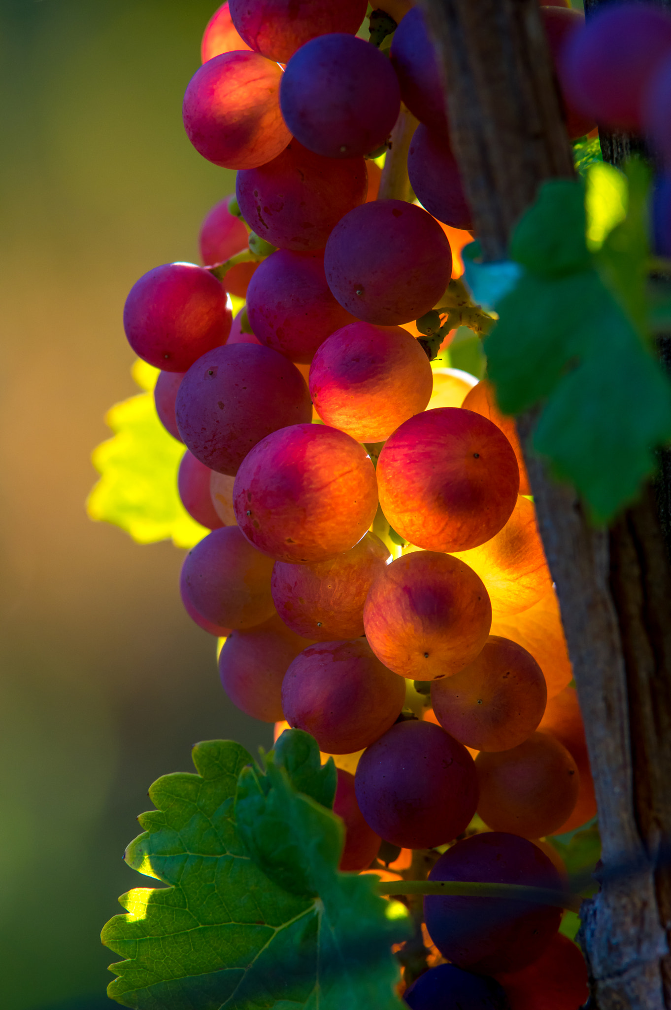 Pentax K-3 sample photo. Sunlight photography