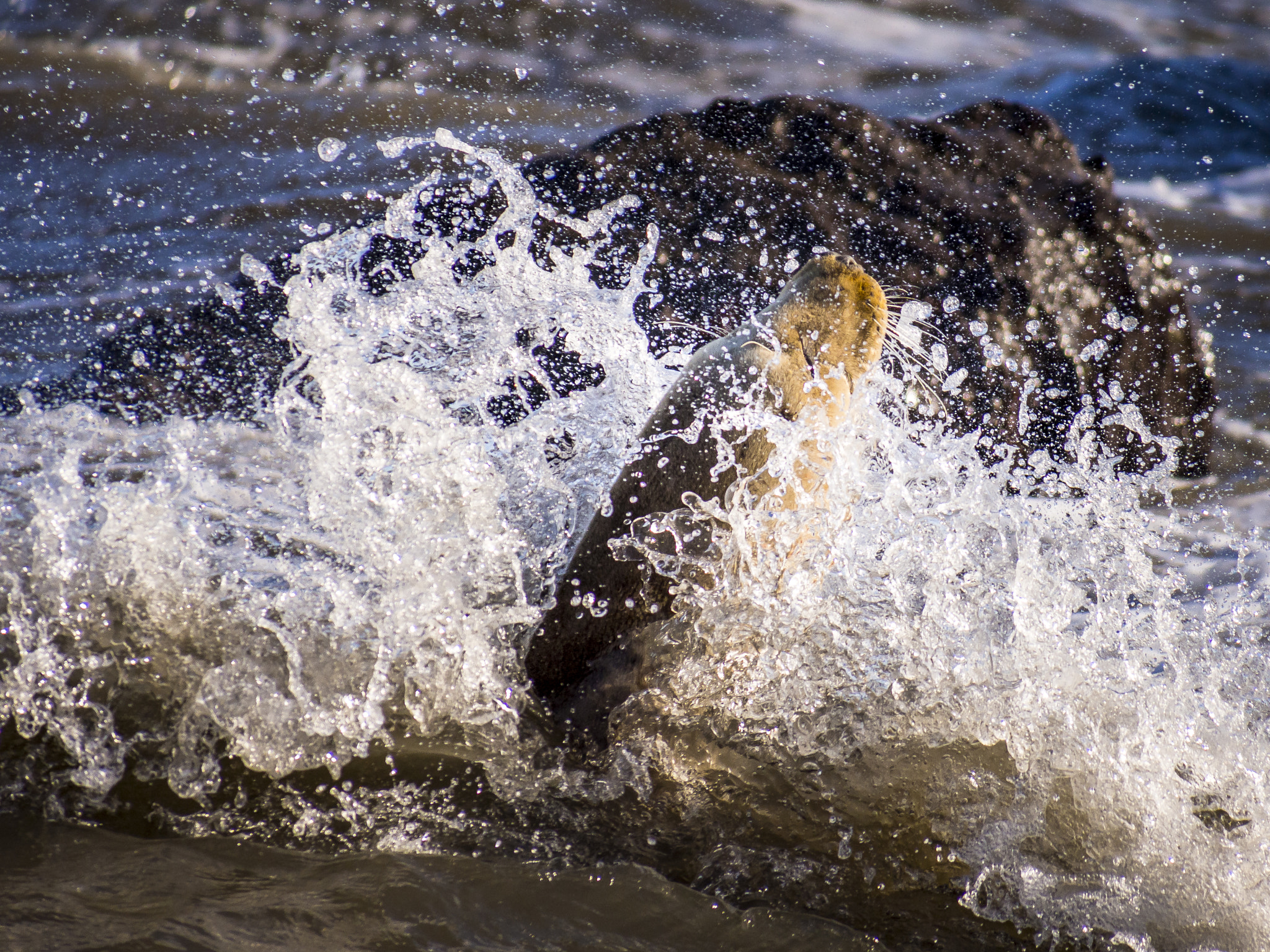 Olympus OM-D E-M5 sample photo. Seal in the sea photography