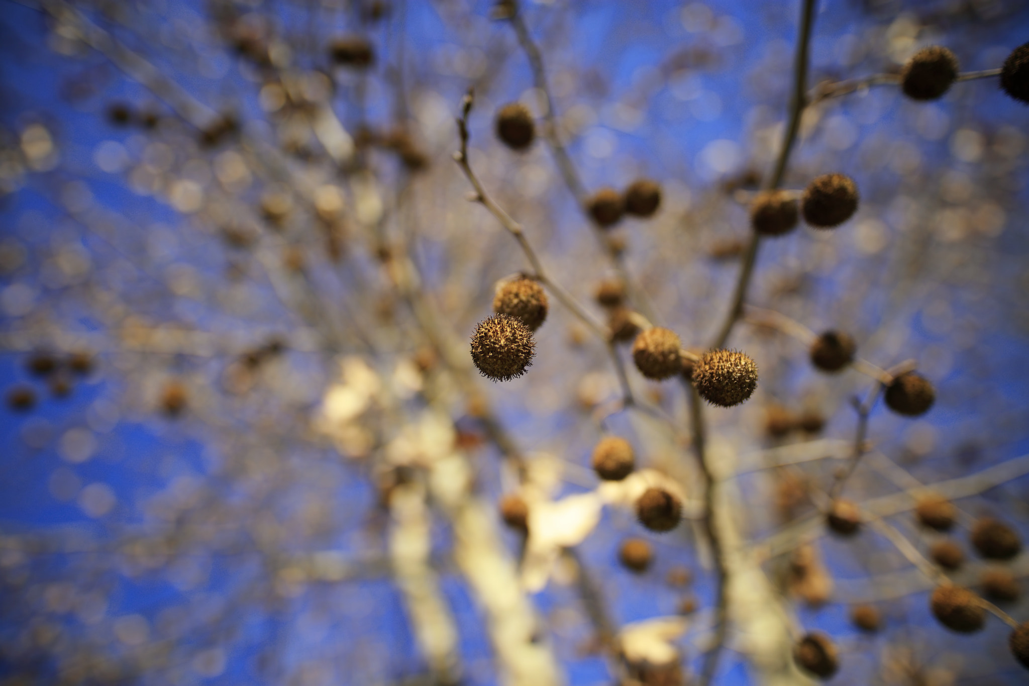 Sigma 20mm F1.4 DG HSM Art sample photo. Wide bokeh photography