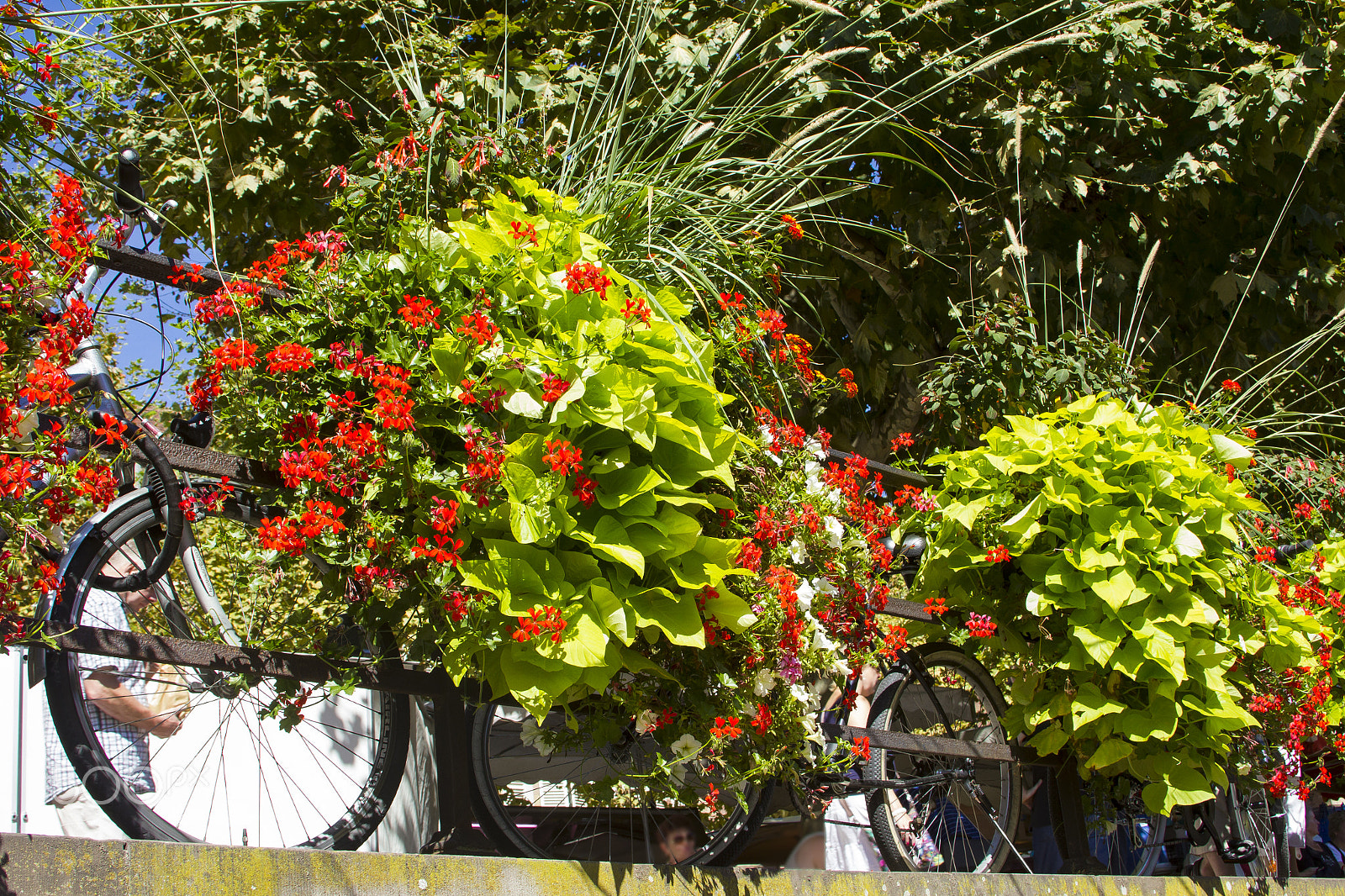 Canon EF 28-135mm F3.5-5.6 IS USM sample photo. Les bicyclettes de strasbourg photography