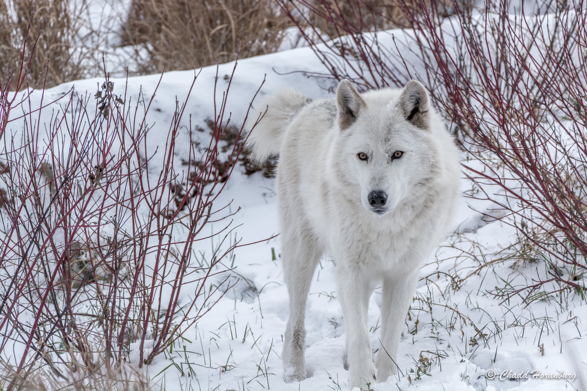 Nikon AF-S Nikkor 200-500mm F5.6E ED VR sample photo. White beauty photography