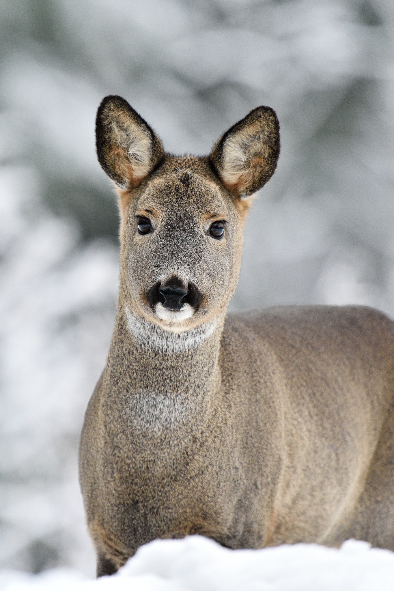 Nikon D4S + Nikon AF-S Nikkor 400mm F2.8G ED VR II sample photo. Roe deer (capreolus capreolus) portrait in winter. photography