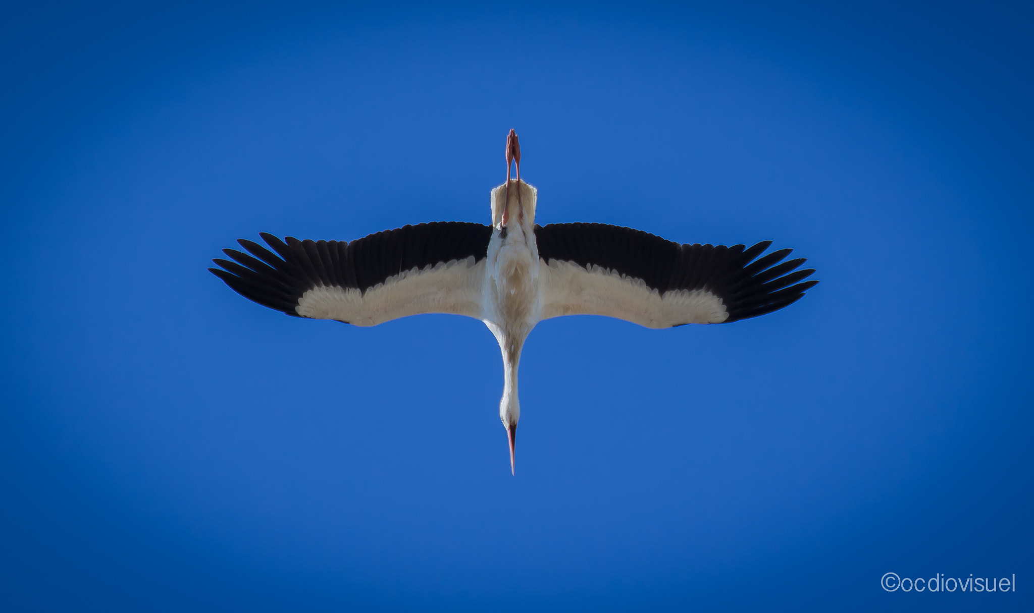 Canon EF 100-400mm F4.5-5.6L IS USM sample photo. Blue cigogne photography