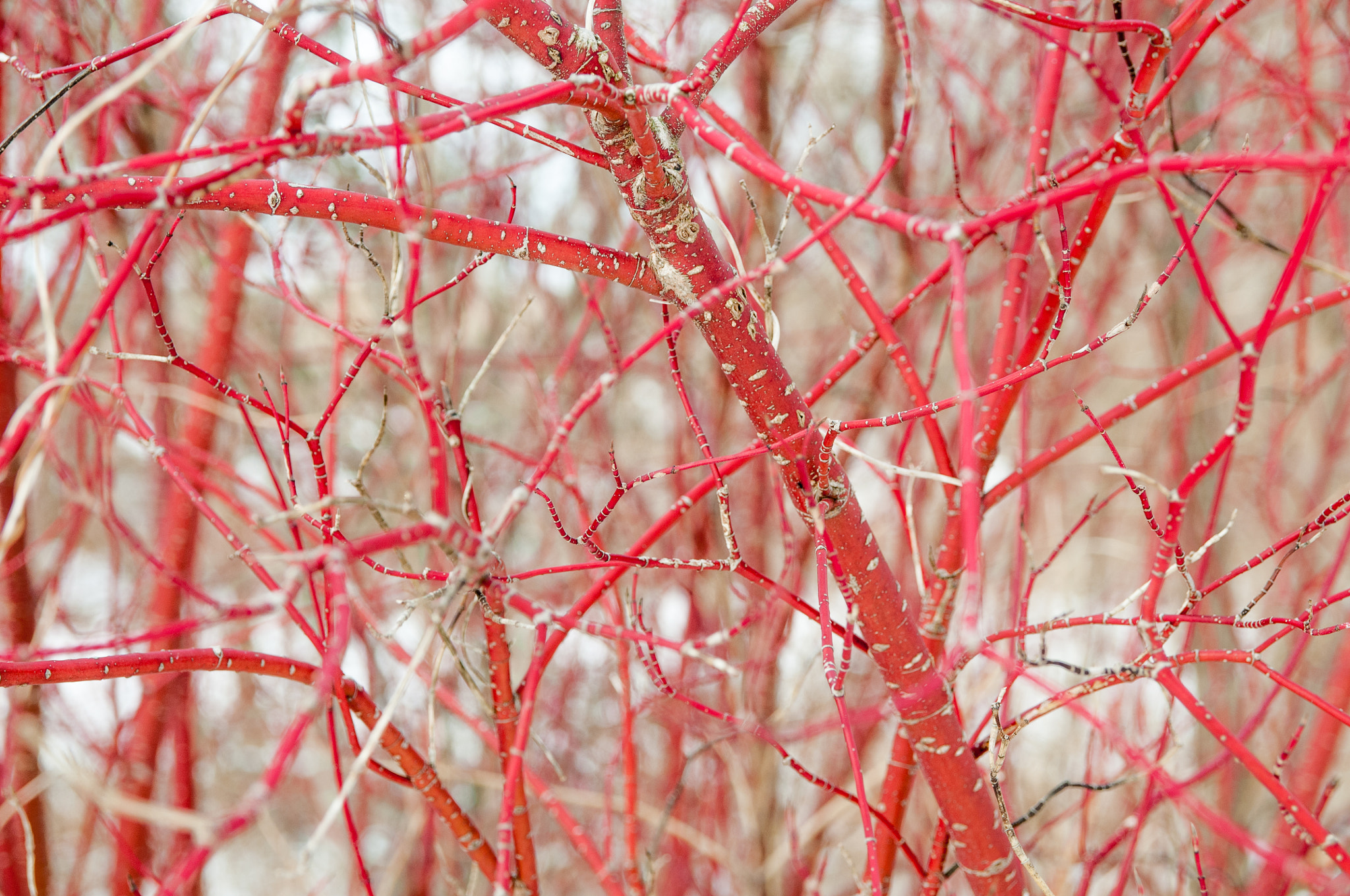 Nikon D300 + Sigma 17-70mm F2.8-4 DC Macro OS HSM sample photo. Nature abstract -  red branches photography