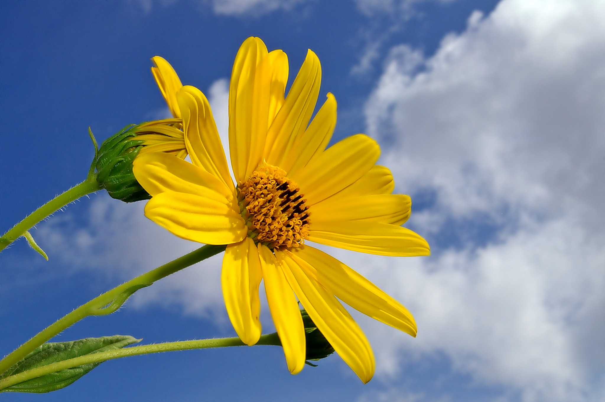 Pentax *ist DS sample photo. Flower photography