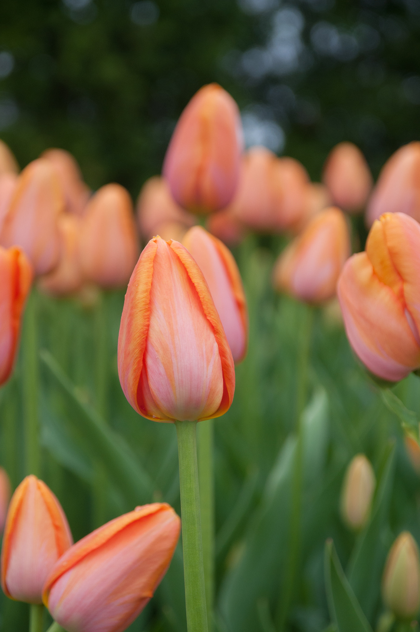 Sigma 17-70mm F2.8-4 DC Macro OS HSM sample photo. Tulip buds photography