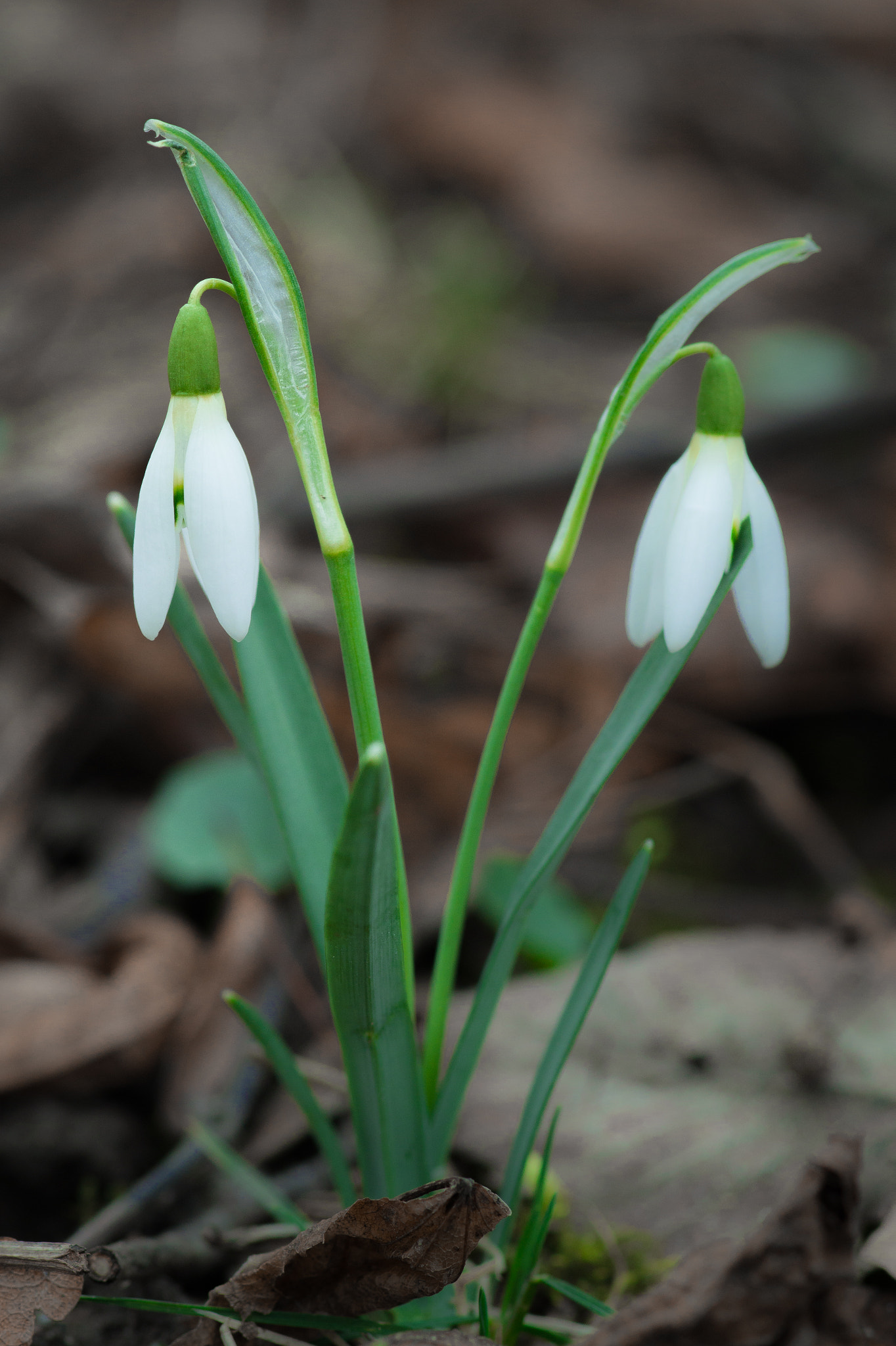 Sony SLT-A58 + Minolta AF 100mm F2.8 Macro [New] sample photo. Spring is here photography