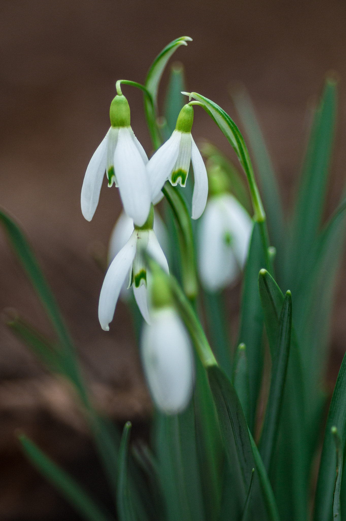 Sony SLT-A58 + Minolta AF 100mm F2.8 Macro [New] sample photo. Spring is here photography