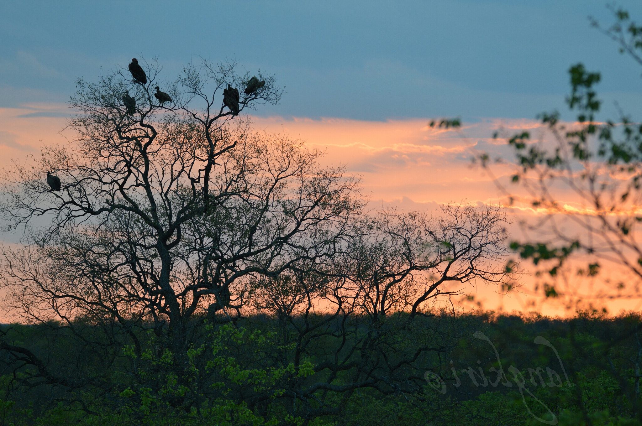Sigma 150-600mm F5-6.3 DG OS HSM | C sample photo. Settling in  photography