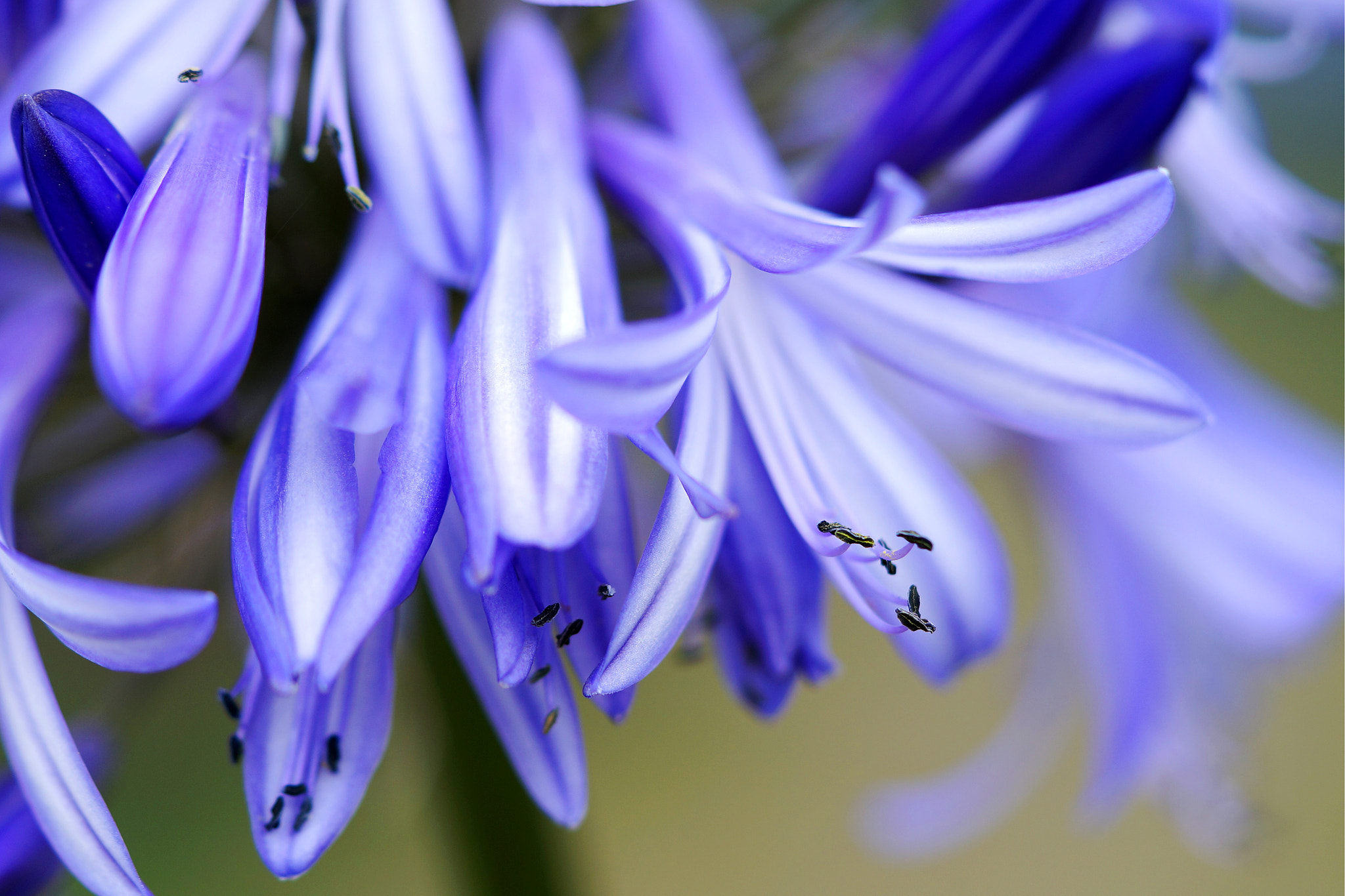 Sony Alpha NEX-6 + Sony FE 90mm F2.8 Macro G OSS sample photo. Flower photography