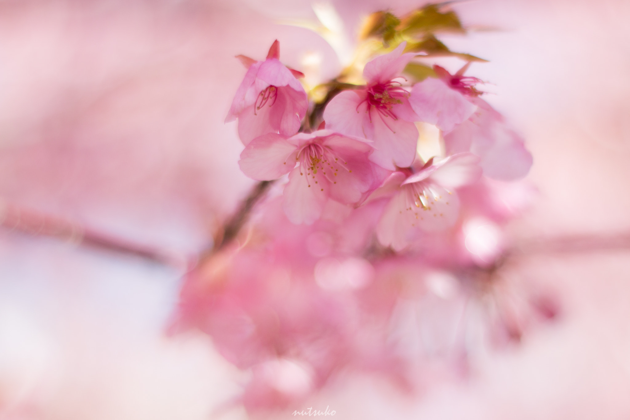 ZEISS Planar T* 50mm F1.4 sample photo. Kawadusakura photography