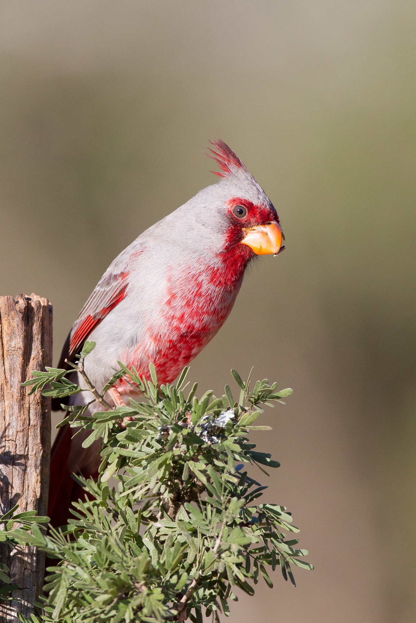 Canon EF 600mm f/4L IS sample photo. Pyrrhuyloxia photography