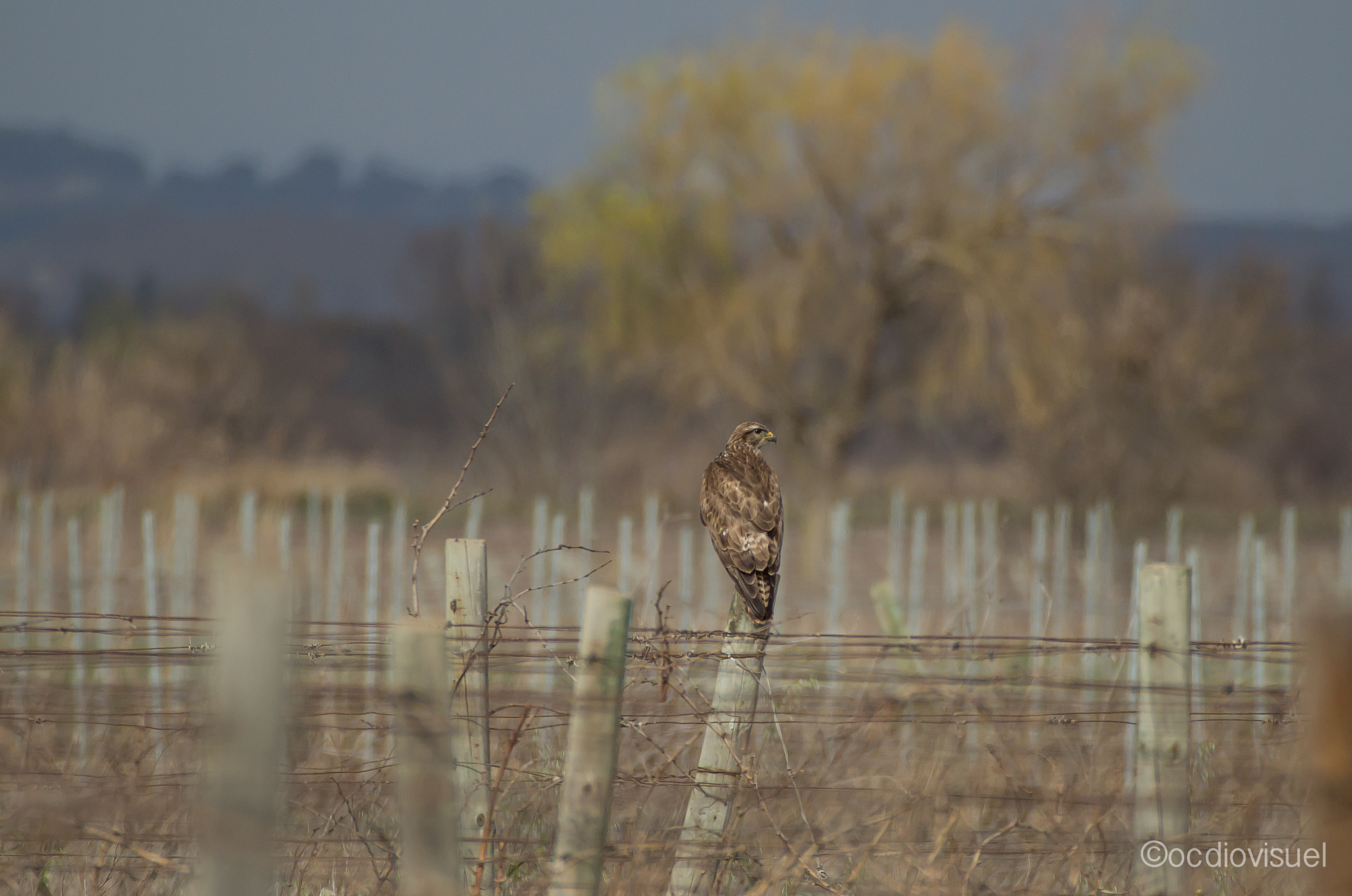 Canon EF 100-400mm F4.5-5.6L IS USM sample photo. Buse photography