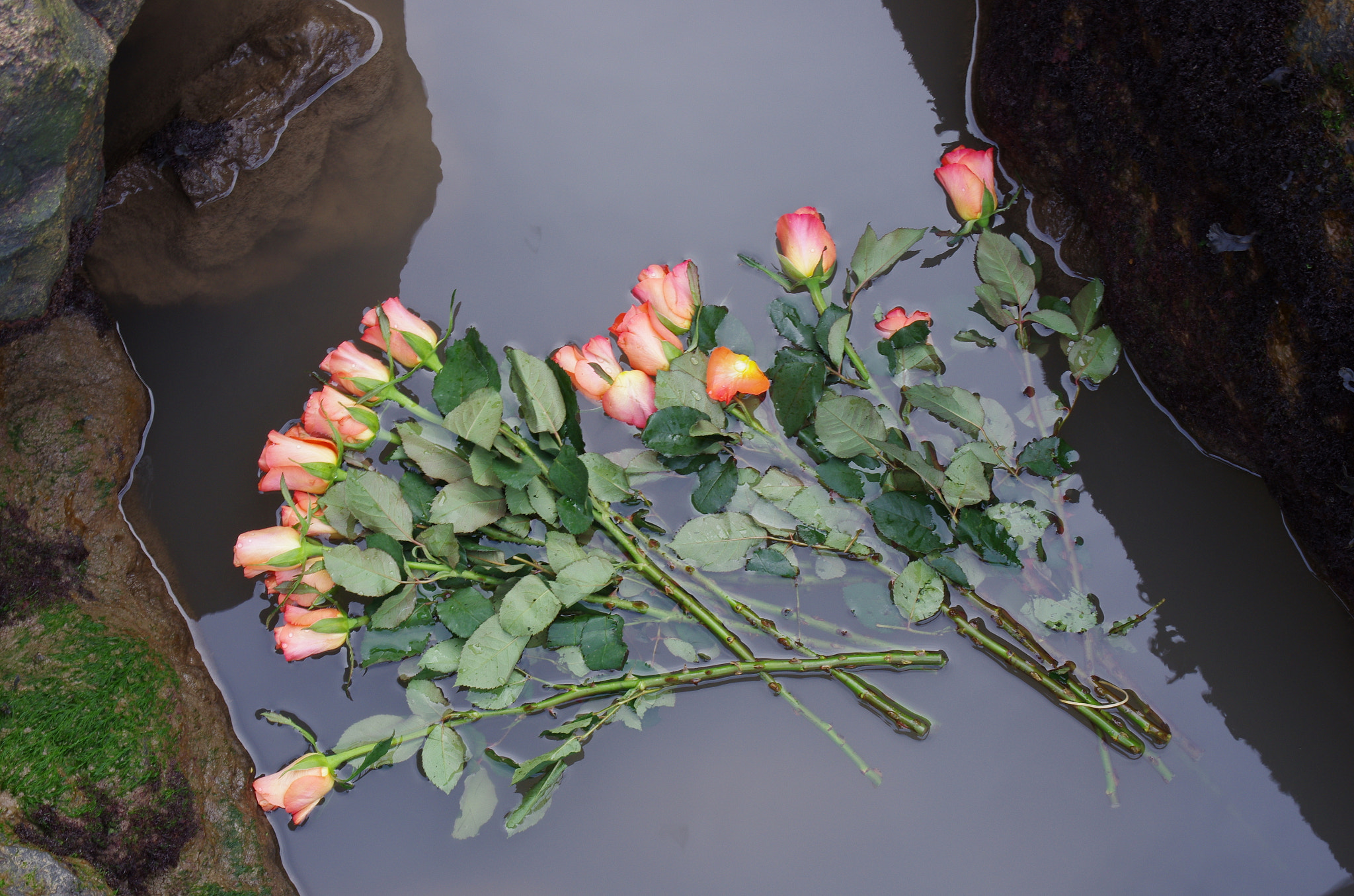 Pentax K-5 + HD Pentax DA 40mm F2.8 Limited sample photo. Tide-roses photography