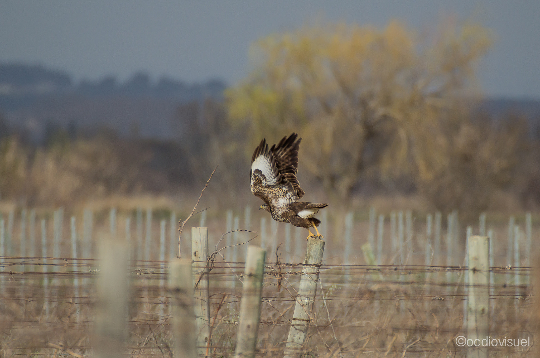 Canon EF 100-400mm F4.5-5.6L IS USM sample photo. La tartarasse photography