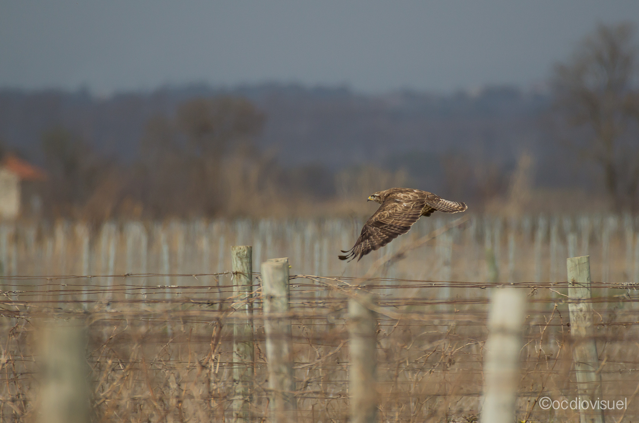 Canon EF 100-400mm F4.5-5.6L IS USM sample photo. La tartarasse en chasse photography