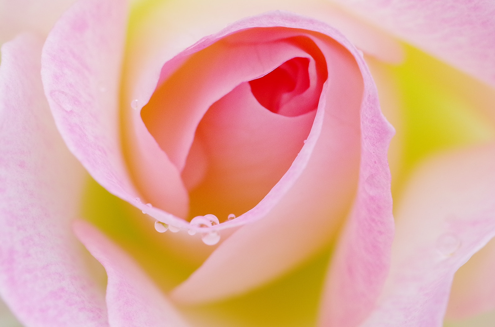 Pentax smc D-FA 100mm F2.8 Macro WR sample photo. Rose photography