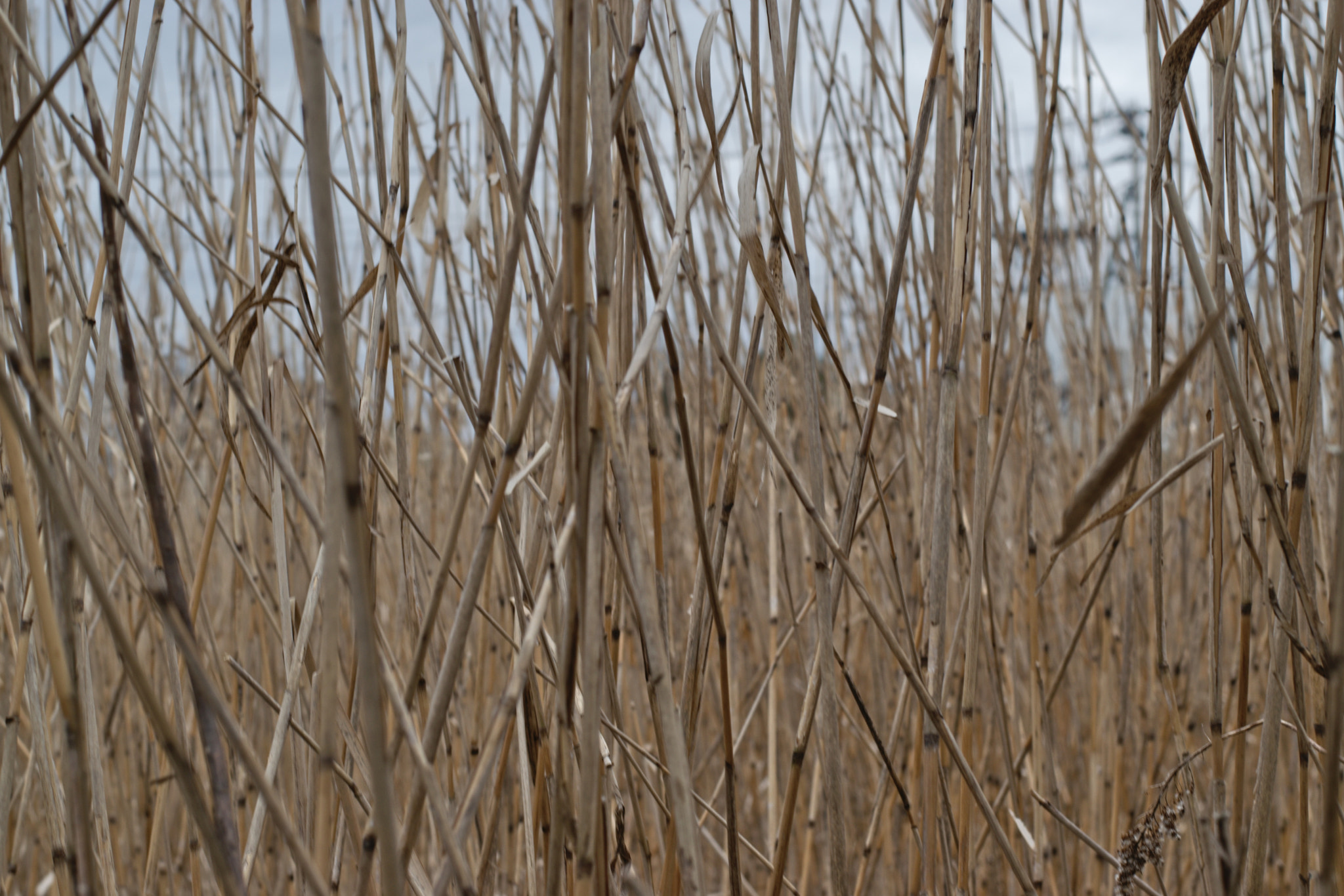 Nikon D5300 + 50mm F1.8 sample photo. Through the reeds photography