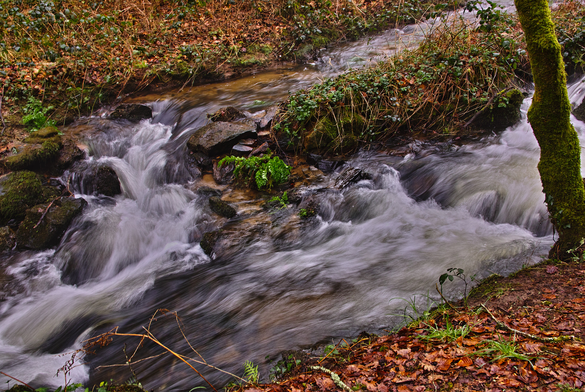 Sigma SD1 Merrill sample photo. Morning on the blavet 06 photography