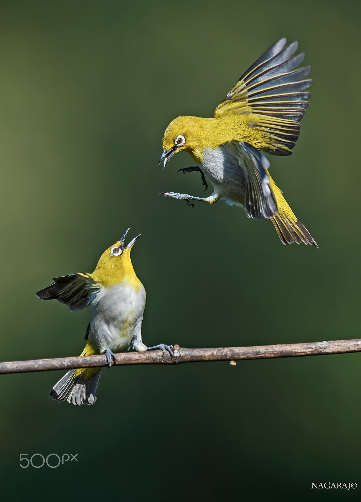 Nikon D4S + Nikon AF-S Nikkor 500mm F4G ED VR sample photo. The fight is on...... photography