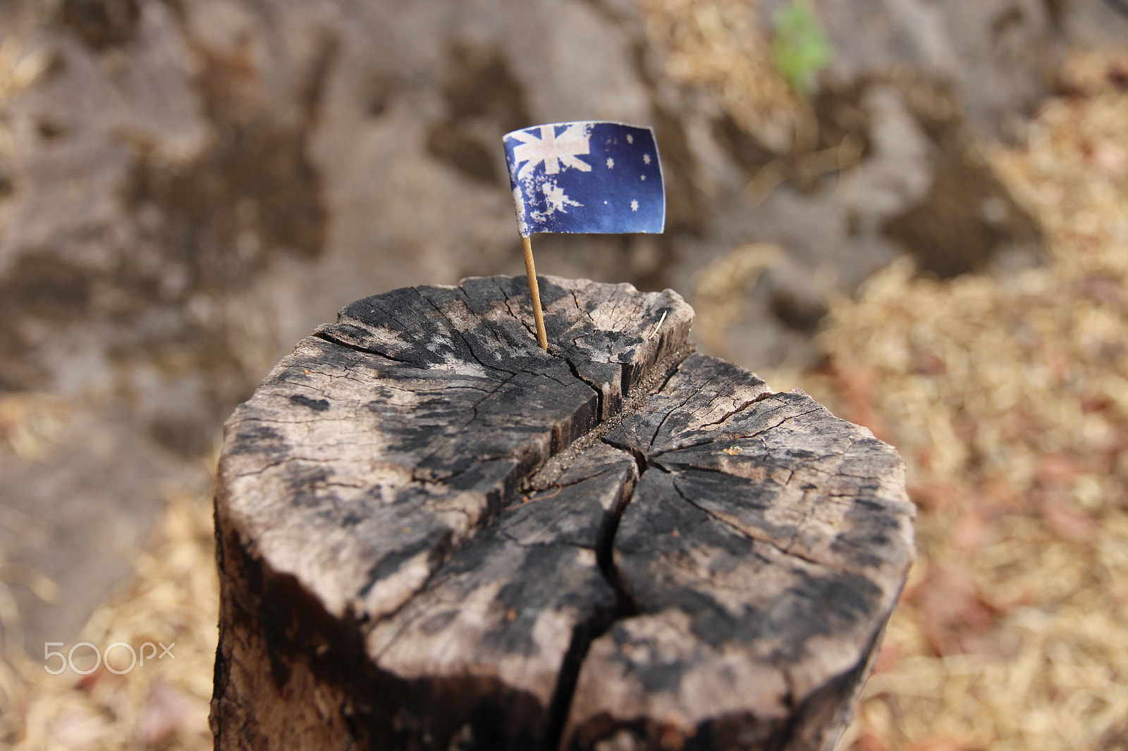 Canon EOS 650D (EOS Rebel T4i / EOS Kiss X6i) sample photo. Flag in wood photography