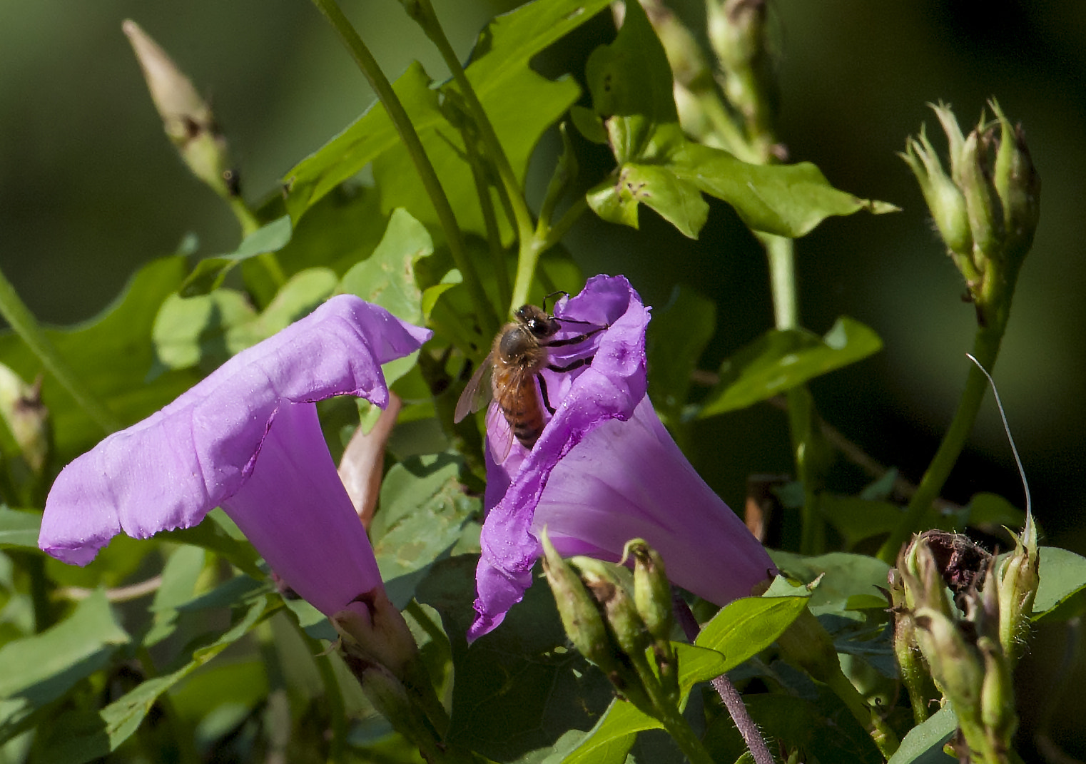 Canon EF 500mm F4L IS USM sample photo. Honey bee at lunch photography