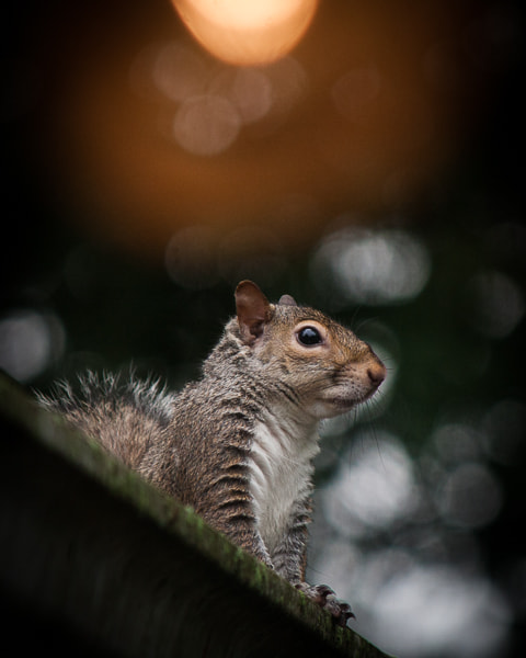 Canon EF-S 55-250mm F4-5.6 IS II sample photo. Contemplative squirrel photography