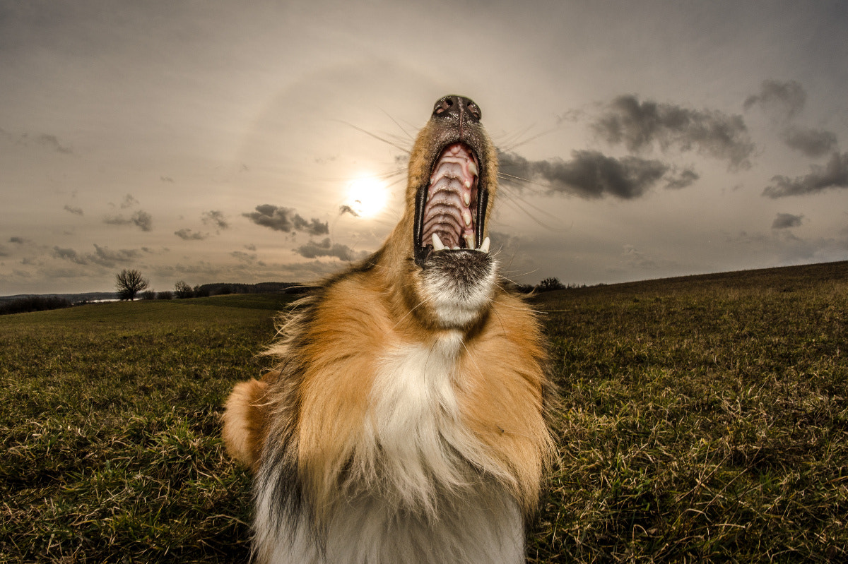 Samyang 8mm F3.5 Aspherical IF MC Fisheye sample photo. The wolf in me photography