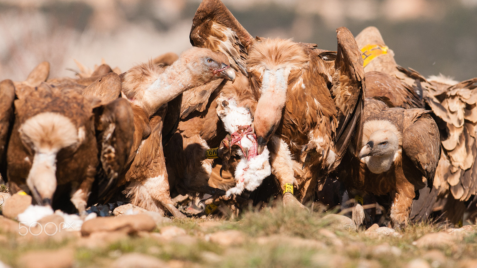 Nikon AF-S Nikkor 300mm F2.8G ED-IF VR sample photo. Vultures feast photography