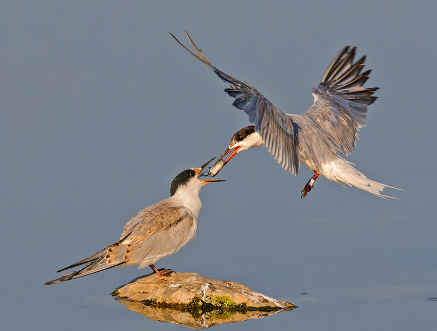 Nikon D300S + Nikon AF-S Nikkor 500mm F4G ED VR sample photo. A mother's love ... common tern. photography