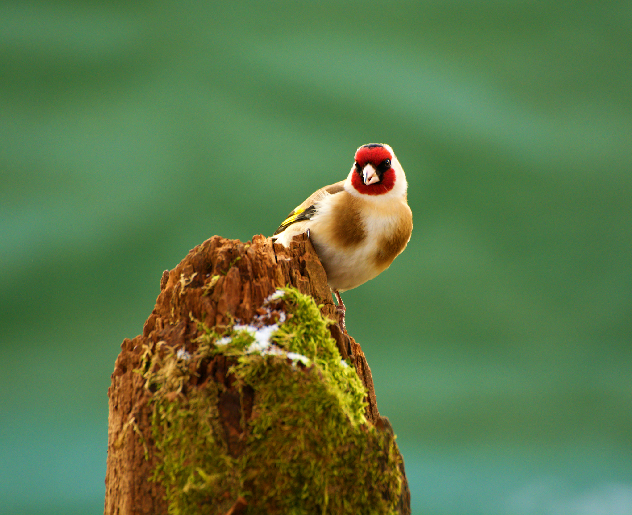70.00 - 300.00 mm f/4.0 - 5.6 sample photo. Stehlík obecný photography